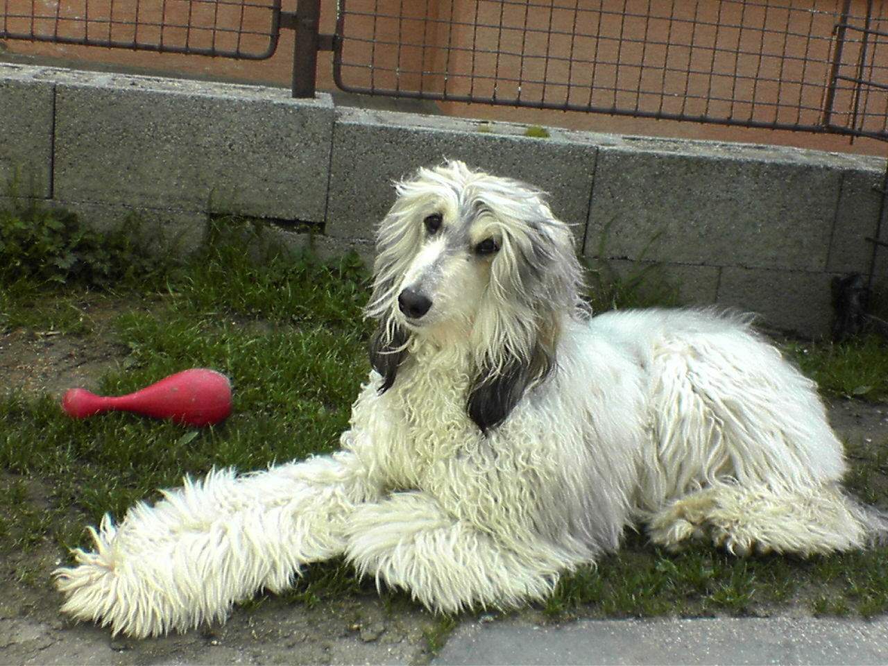 Berenička_1
