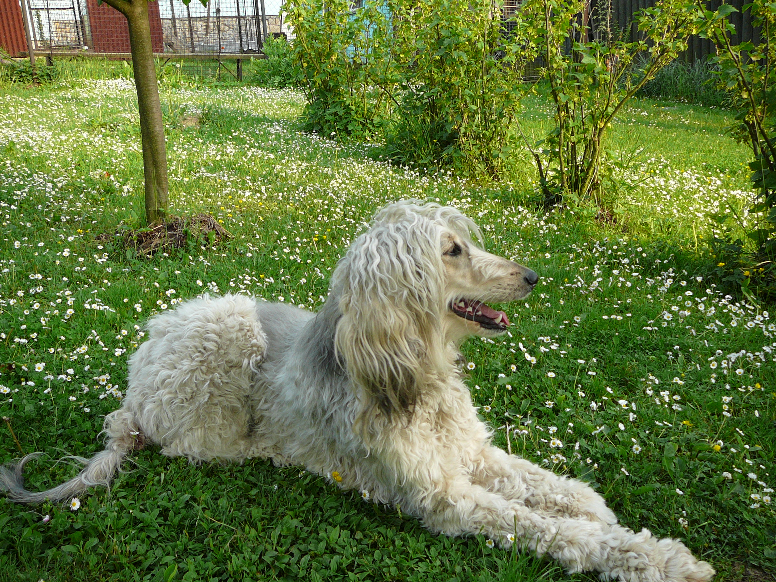 Berenička_1