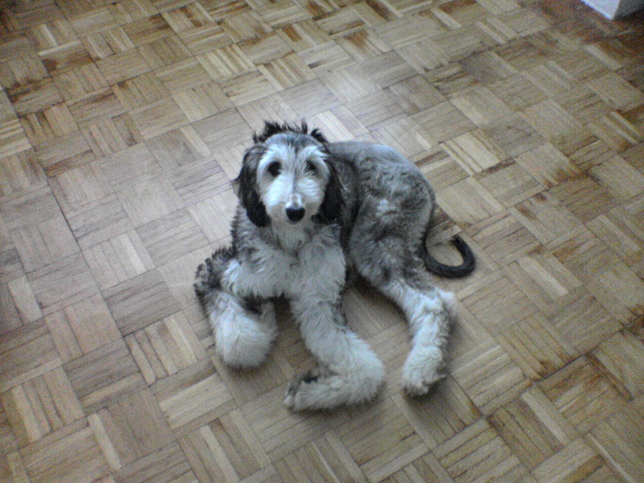 Berenika