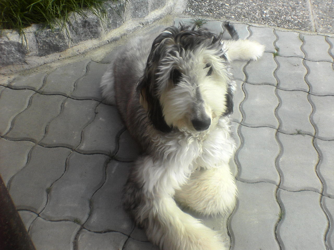 Berenička 0